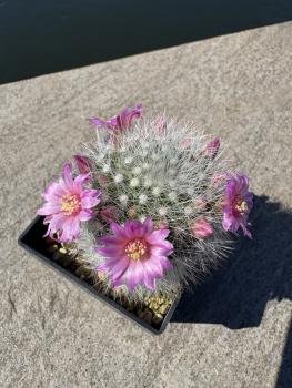 Mammillaria schwarzii